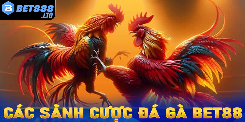 Giới thiệu 4 sảnh cá cược đá gà Bet88 hấp dẫn nhất hiện nay 